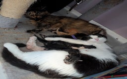 Mixed Breed cats for sale: Kittens for sale  - Image 12