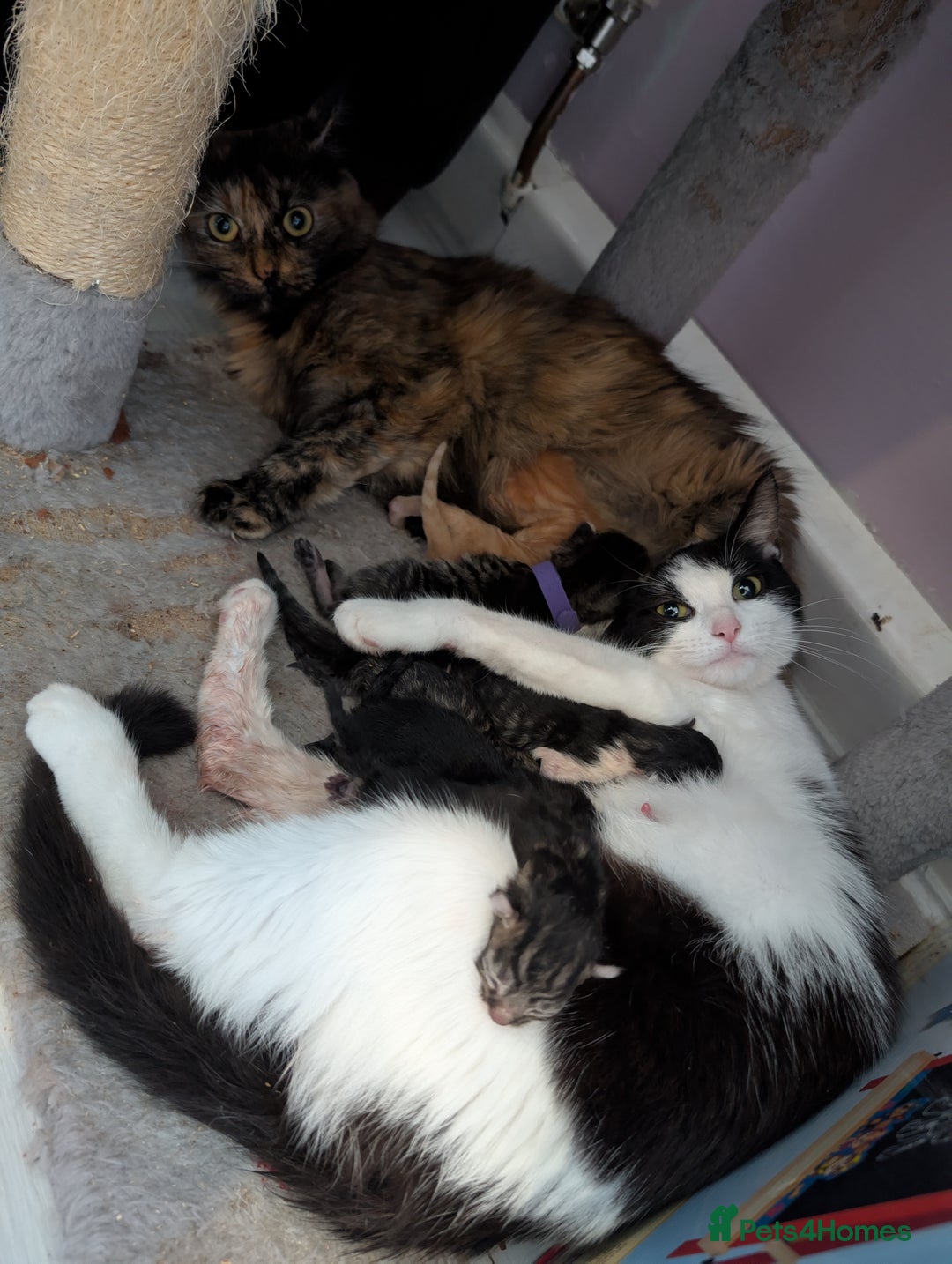 Mixed Breed cats for sale: Kittens for sale  - Image 12