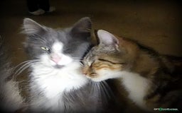 Domestic Shorthair cats for sale: Two very Pretty Kittens - Image 10