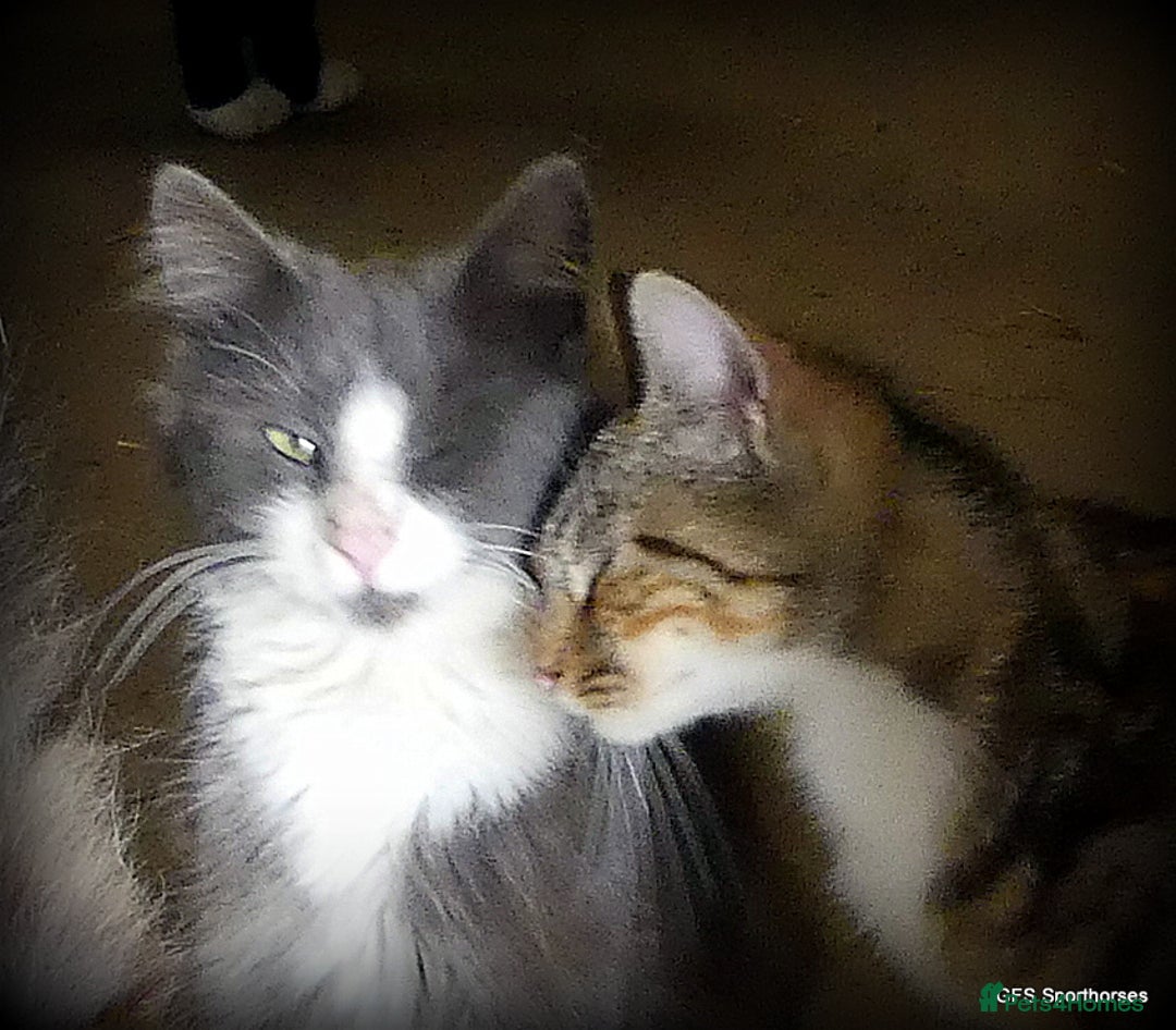 Domestic Shorthair cats for sale: Two very Pretty Kittens - Image 10