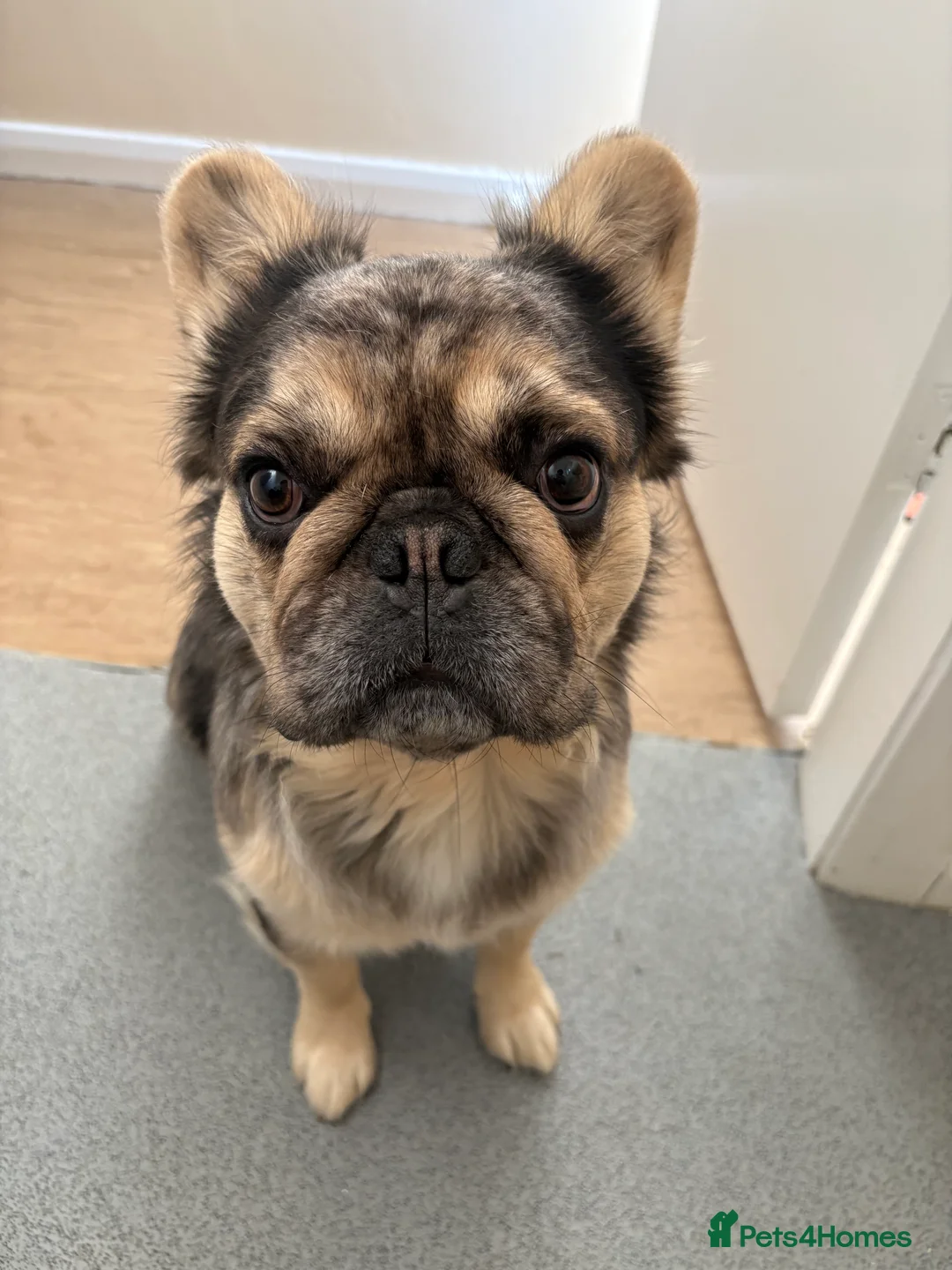 French Bulldog dogs for stud: GIMLI THE GREAT FOR STUD - Advert 6