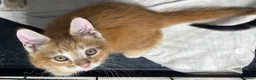 Mixed Breed cats for sale: Cute kittens for sale KT4 - Advert 21