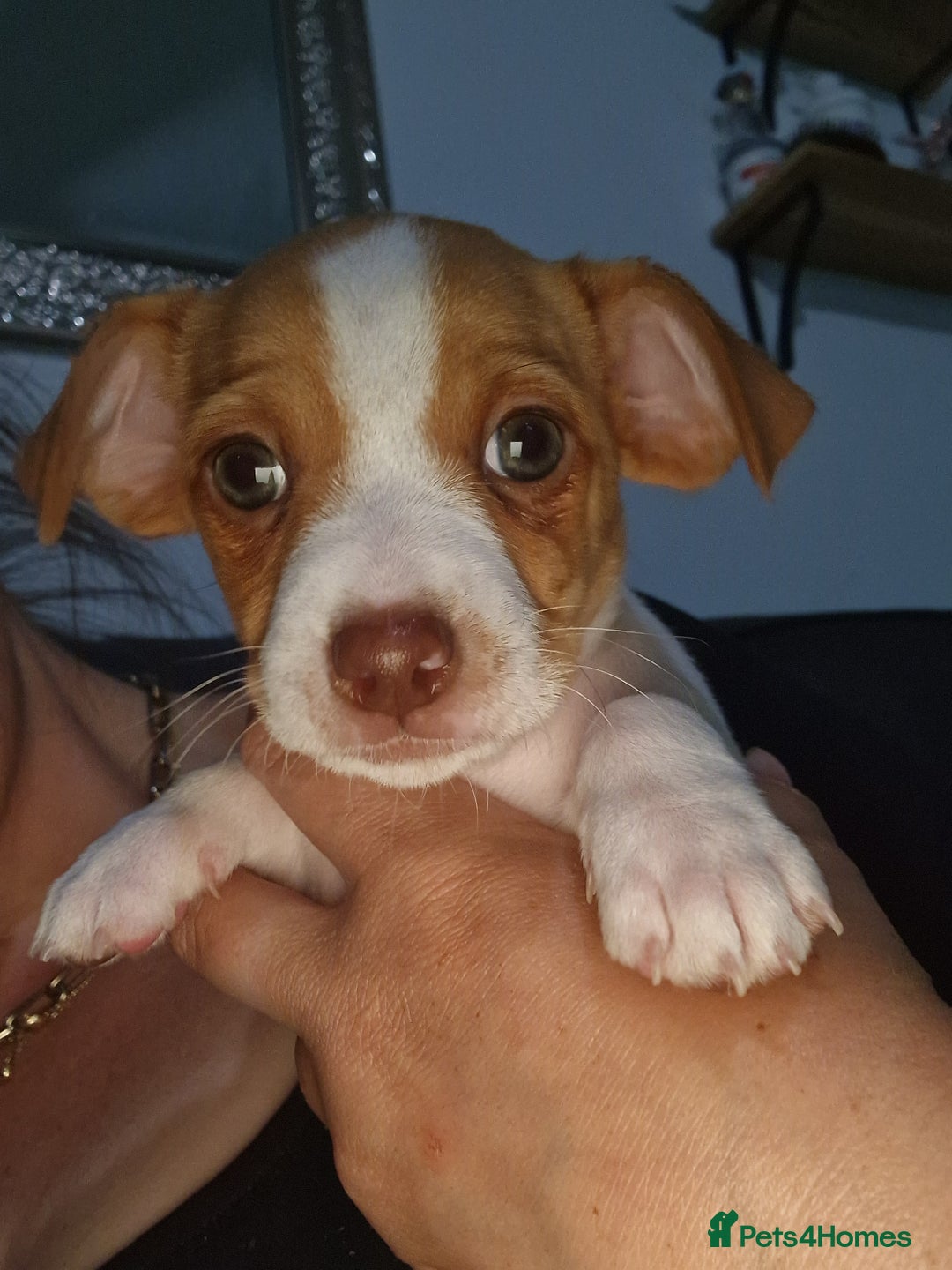 Jack Russell dogs for sale: Reduced £800! Traditional Jack Russell  - Image 2
