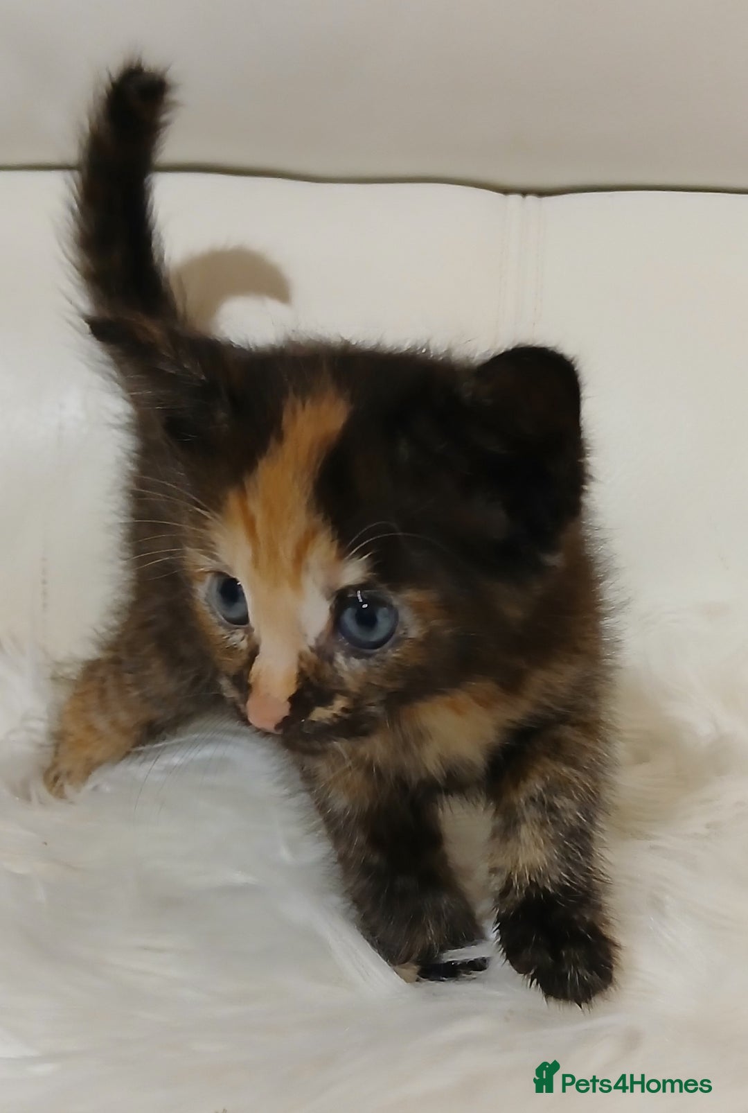Savannah cats for sale: Savannah x Maine Coon kittens - Advert 12