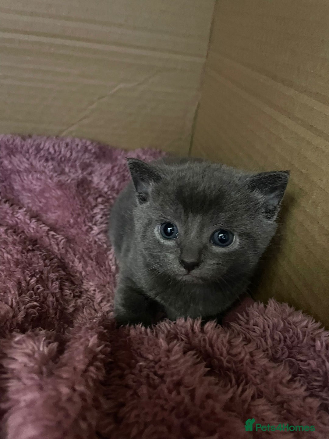 Mixed Breed cats for sale: Blue russian x European shorthair mix - Advert 5
