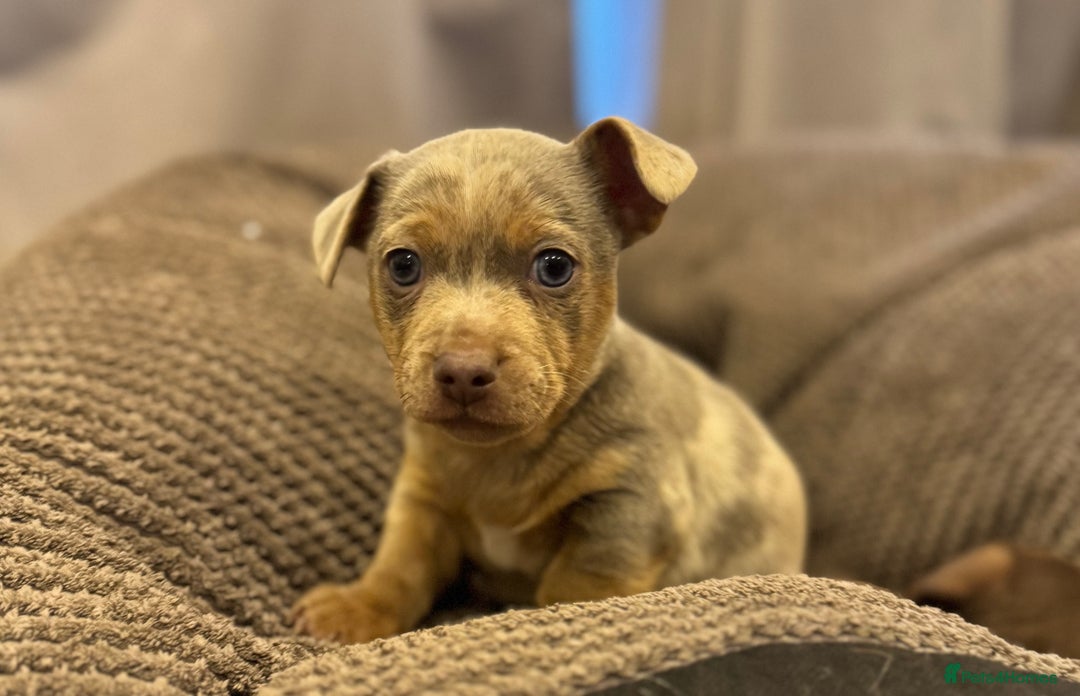 Jack Russell dogs for sale: Gorgeous miniature Jack Russell puppies  - Image 7