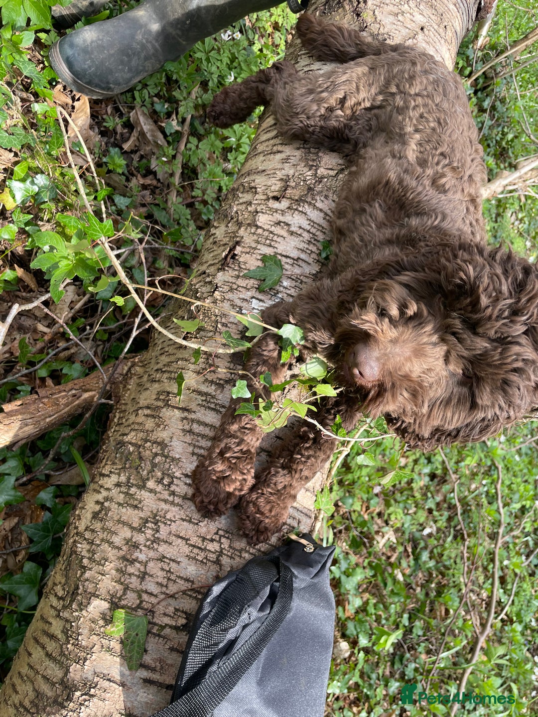 Mixed Breed dogs for sale: Cockapoo x Maltese (Maltipoo) - Image 21
