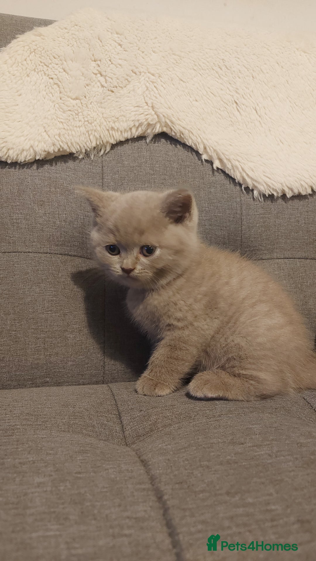 British Shorthair cats for sale: STUNNING BSH LILAC KITTENS 3 MALES/1 FEMALE  - Advert 8