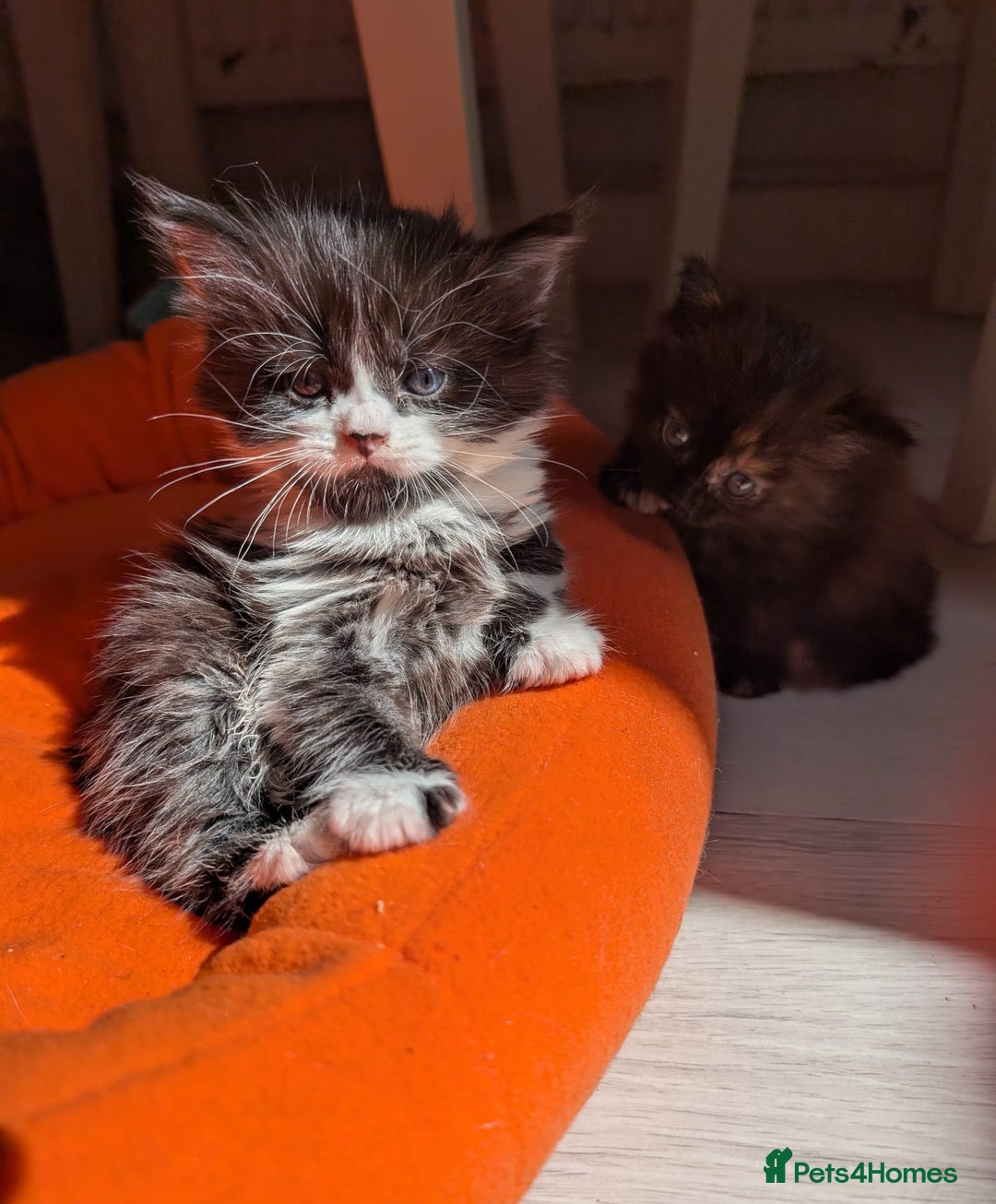 Mixed Breed cats for sale: Kittens  - Image 5