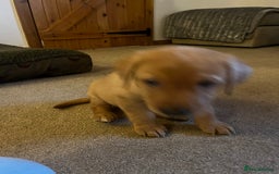 Labrador Retriever dogs for sale: KC Registered Fox Red Labrador Puppies - Image 4