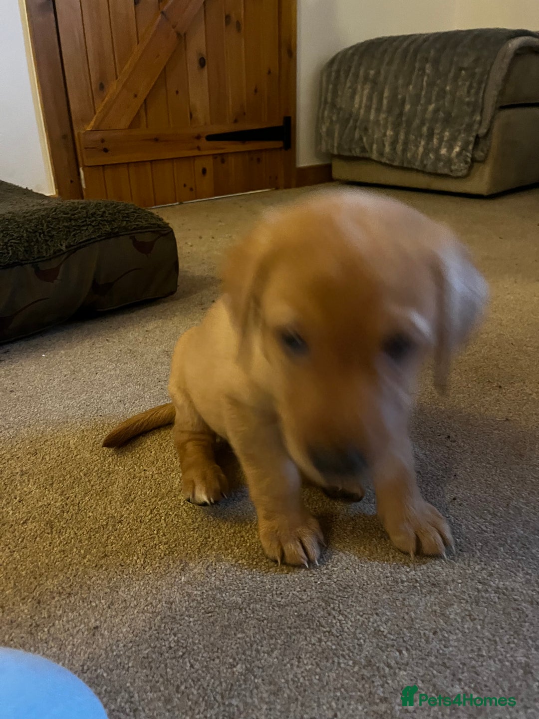 Labrador Retriever dogs for sale: KC Registered Fox Red Labrador Puppies - Image 4