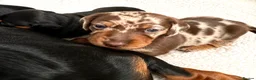 Miniature Dachshund dogs for sale: 5★ LICENSED BREEDER, KC registered, PRA clear  - Advert 3
