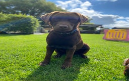 Labrador Retriever dogs for stud: Health Tested KC Registered Chocolate Labrador  in Wisbech - Image 5