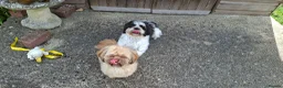 Shih Tzu dogs for sale: 5 beautiful KC reg shih Tzu puppies  - Advert 24