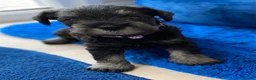 Miniature Schnauzer dogs for sale: Adorable KC Reg Mini Schnauzer Pups - Advert 2