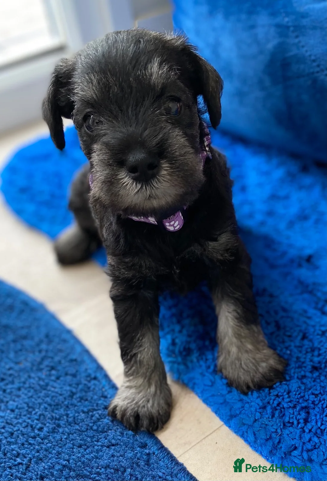 Miniature Schnauzer dogs for sale: Adorable KC Reg Mini Schnauzer Pups - Advert 2