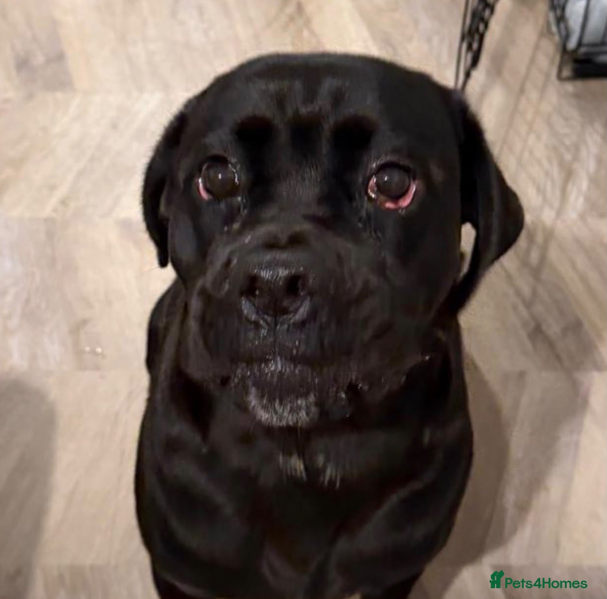 Mixed Breed dogs ❤️🐶 JADA – A GIRL WITH THE SOFTEST HEART - Advert 1