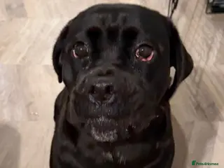 Mixed Breed dogs ❤️🐶 JADA – A GIRL WITH THE SOFTEST HEART - Advert 1