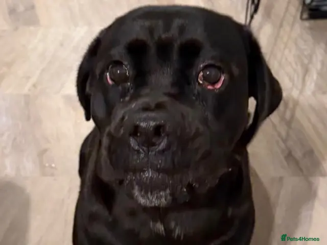 Mixed Breed dogs ❤️🐶 JADA – A GIRL WITH THE SOFTEST HEART - Advert 2