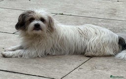 Mixed Breed dogs for adoption: 🐾 Ary 🐾 - Advert 4