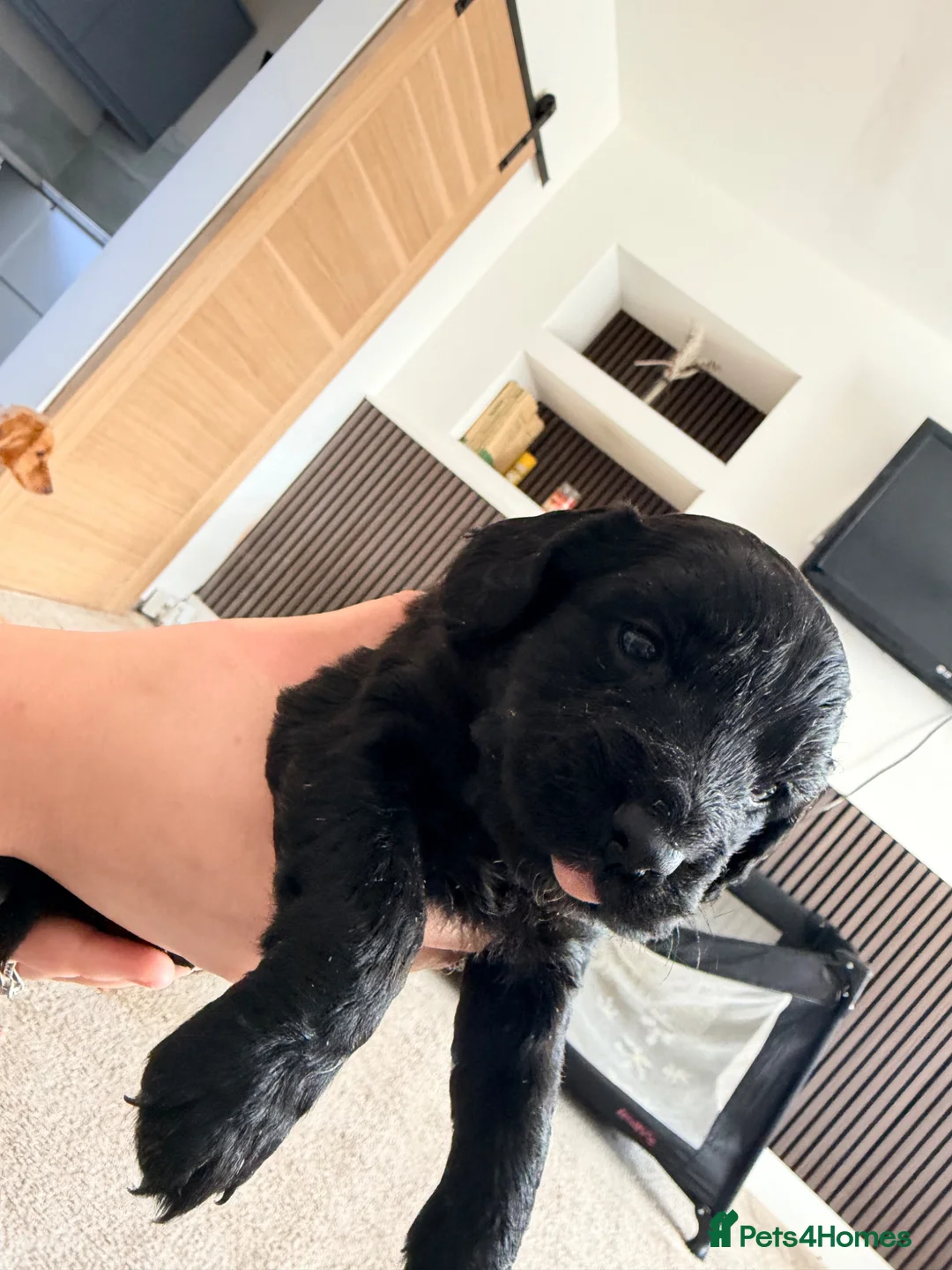 Cocker Spaniel dogs for sale: Cocker spaniel puppies  in Blyth - Advert 1
