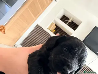 Cocker Spaniel dogs Cocker spaniel puppies - Advert 4