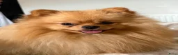 Pomeranian dogs for sale: Miniature Pomeranian Puppys in Redditch - Advert 20