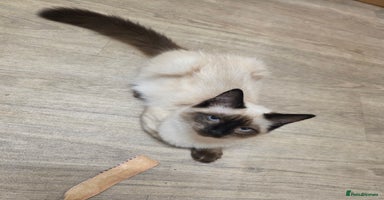 Ragdoll cats - Advert 5