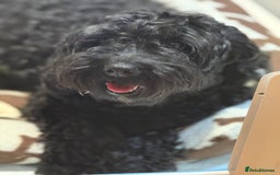Cockapoo dogs for sale: F1 Cockapoo's - Image 13