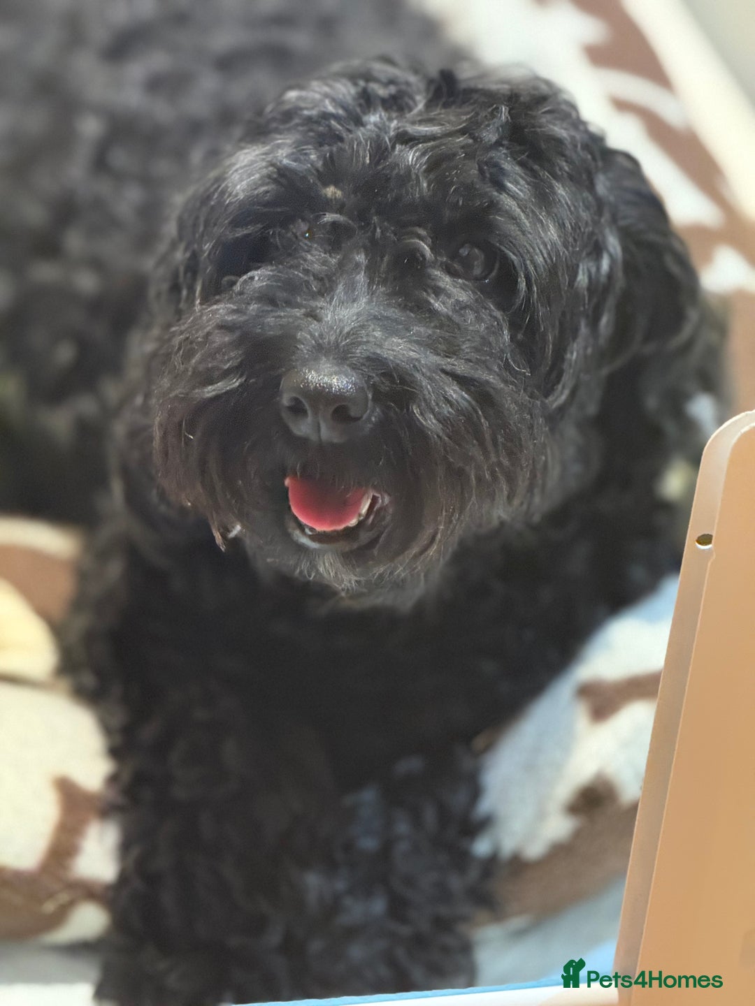 Cockapoo dogs for sale: F1 Cockapoo's - Image 13
