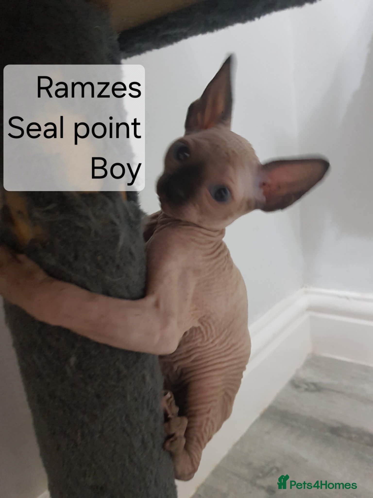 Sphynx cats READY NOW Quality Tica candian sphynx kittens - Advert 1