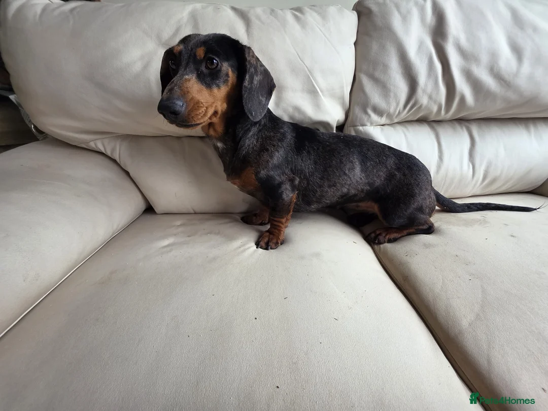 Dachshund dogs for sale: Silver dapple girl  - Advert 1