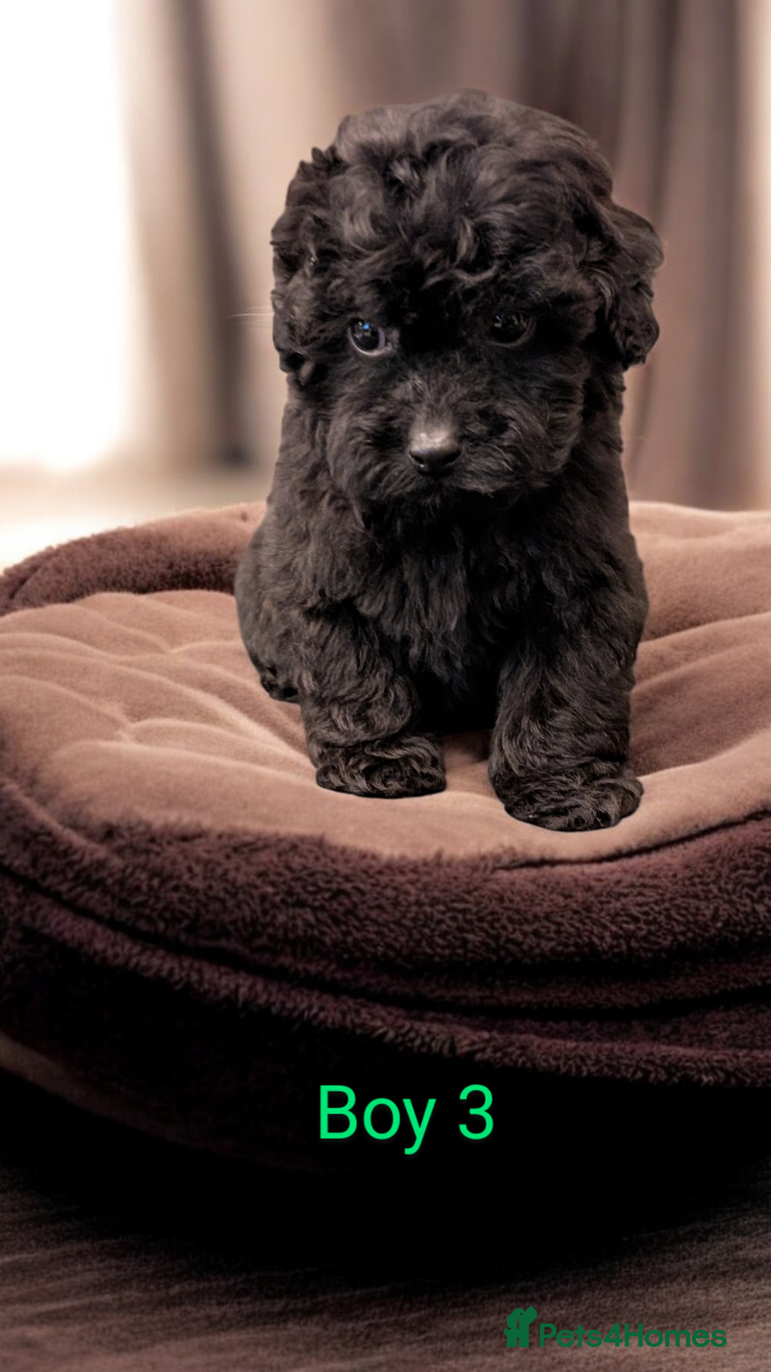 Shihpoo dogs for sale: Stunning Toy Shihpoos puppies  - Advert 12