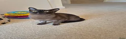 Burmese cats for sale: Stunning Pedigree Brown Male Burmese - Advert 6