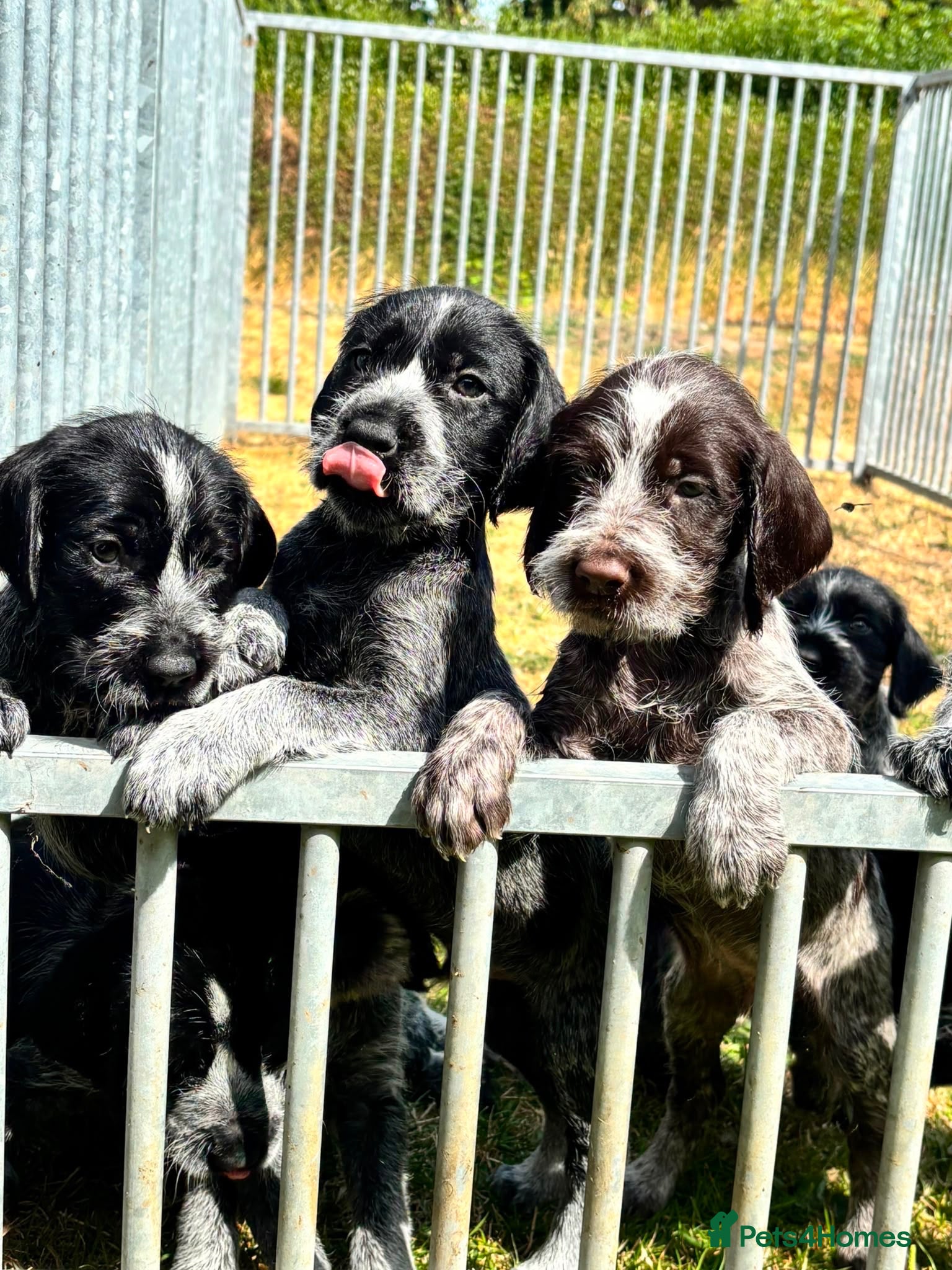 German Wirehaired Pointer dogs German wirehair pointer pups  - Advert 2