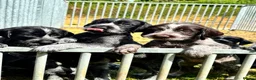 German Wirehaired Pointer dogs for sale: German wirehair pointer pups  - Advert 1