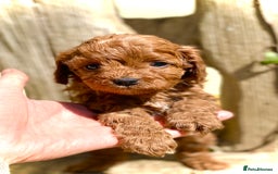 Cavapoo dogs for stud: F1b 5.6kg Cavapoo stud. Devon 100% success in Winkleigh - Image 2