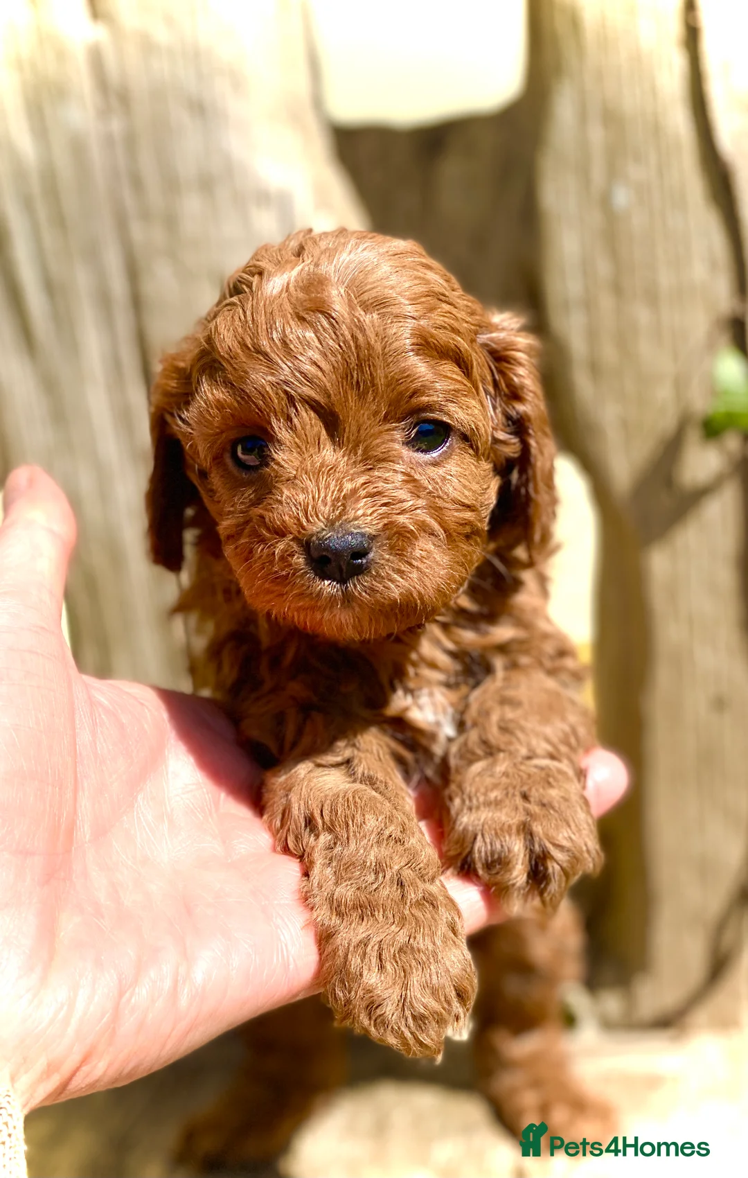 Cavapoo dogs for stud: F1b 5.6kg Cavapoo stud. Devon 100% success in Winkleigh - Advert 2