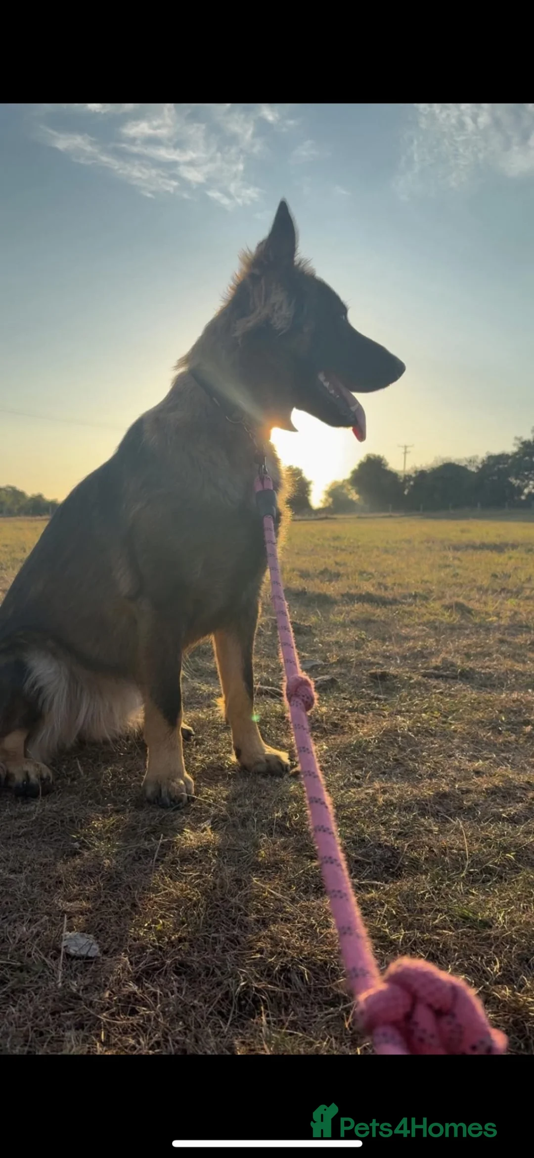 German Shepherd dogs for sale: German shepherd  - Advert 2