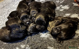 Cocker Spaniel dogs for sale: Beautiful Cocker Spaniel Pups For Sale - Image 8
