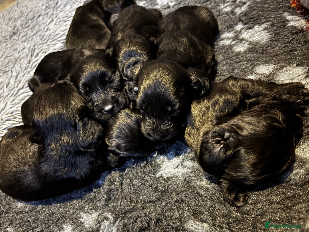 Cocker Spaniel dogs for sale: Beautiful Cocker Spaniel Pups For Sale - Image 8
