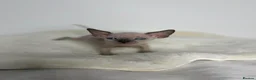 Sphynx cats for sale: Stunning sphinx kittens  - Advert 26