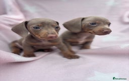 Dachshund dogs for sale: Beautiful dachshund looking for there forever home - Image 2