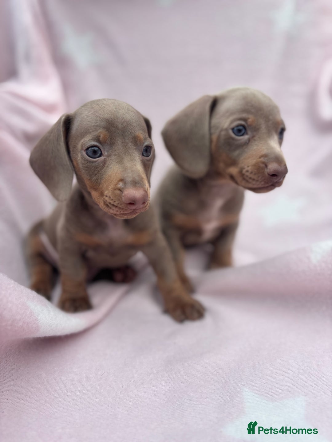 Dachshund dogs for sale: Beautiful dachshund looking for there forever home - Image 2