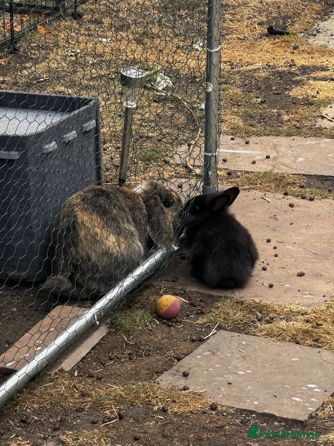 Lionhead rabbits for sale: Netherland x Lion head  in Sheffield - Advert 2