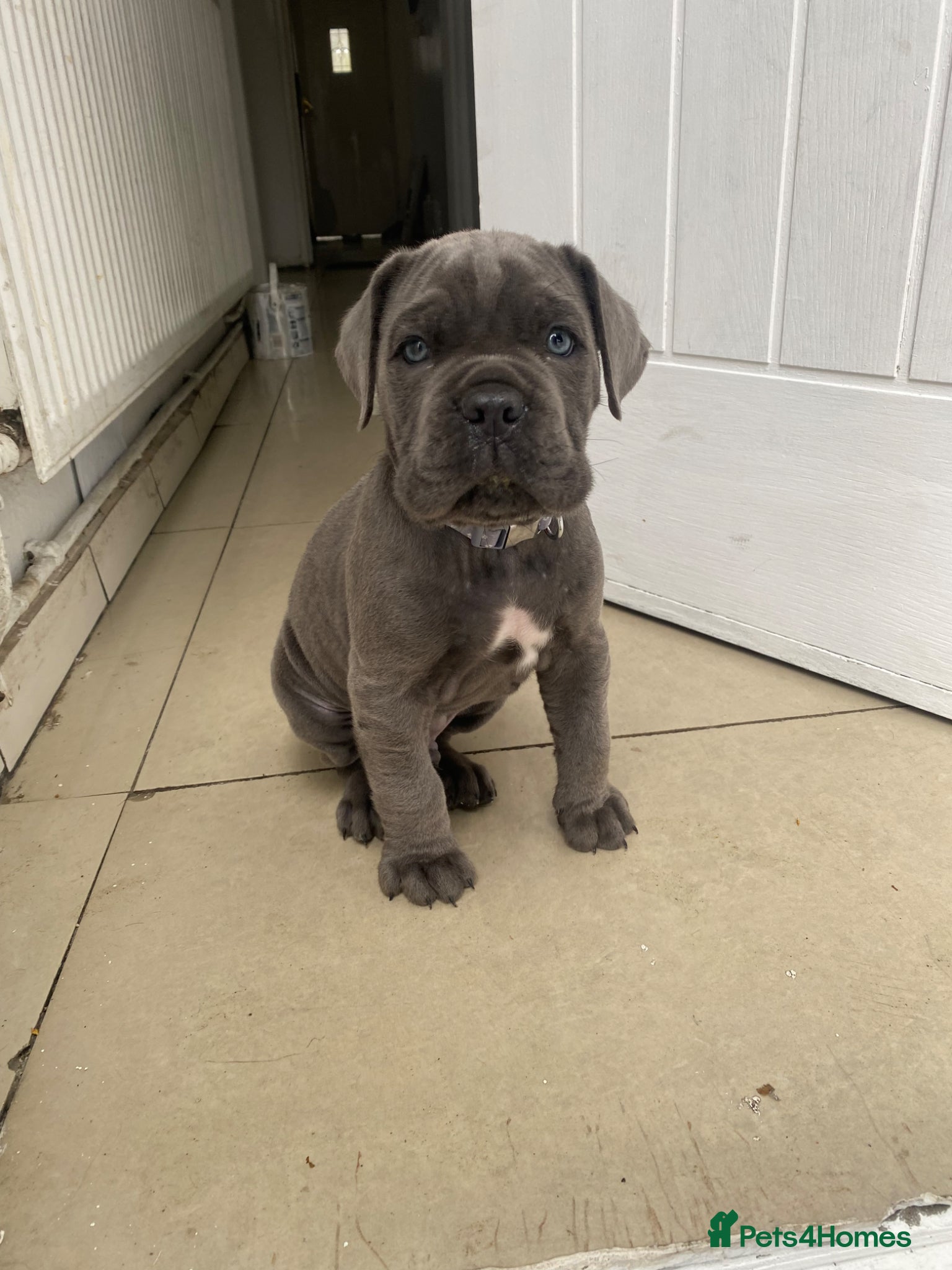 Cane Corso dogs Blue Cane Corso puppy - Advert 10
