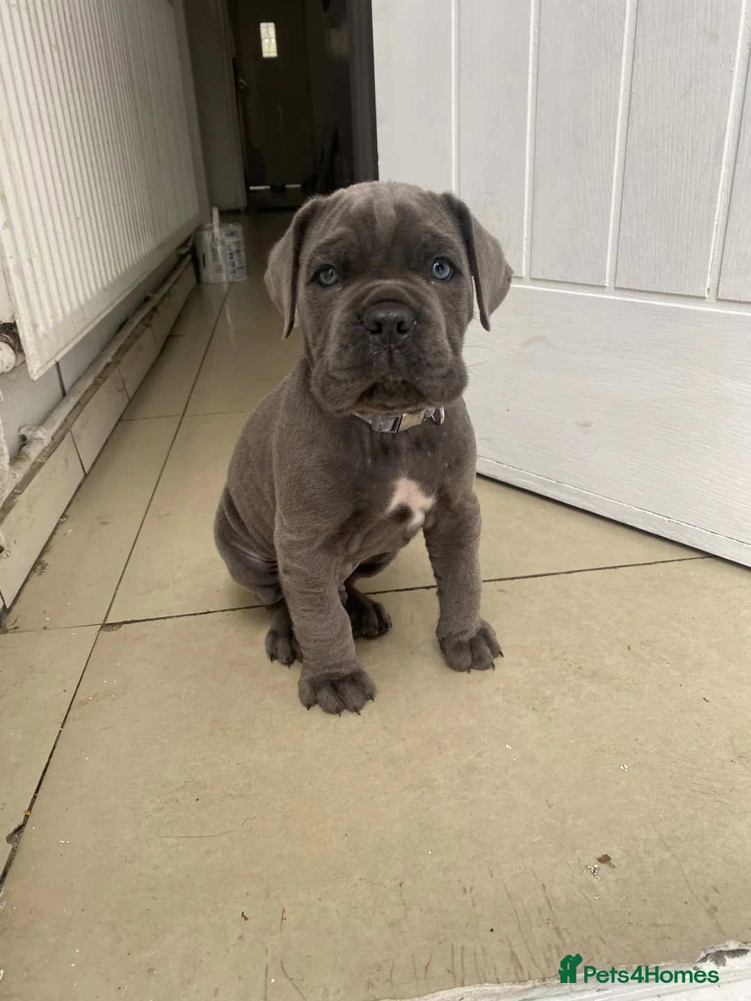 Cane Corso dogs for sale: Blue Cane Corso puppy in Bristol - Advert 1
