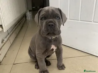 Cane Corso dogs Blue Cane Corso puppy - Advert 10