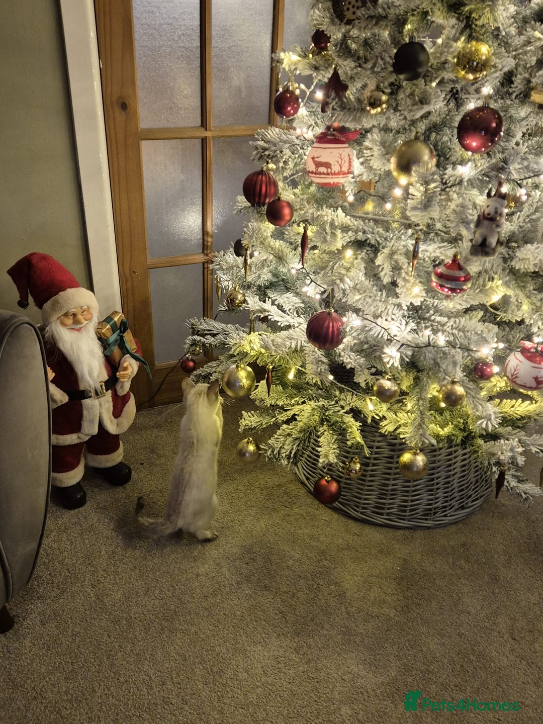 Bengal cats for sale: Guaranteed to be Cuddly *ready now*   - Advert 21