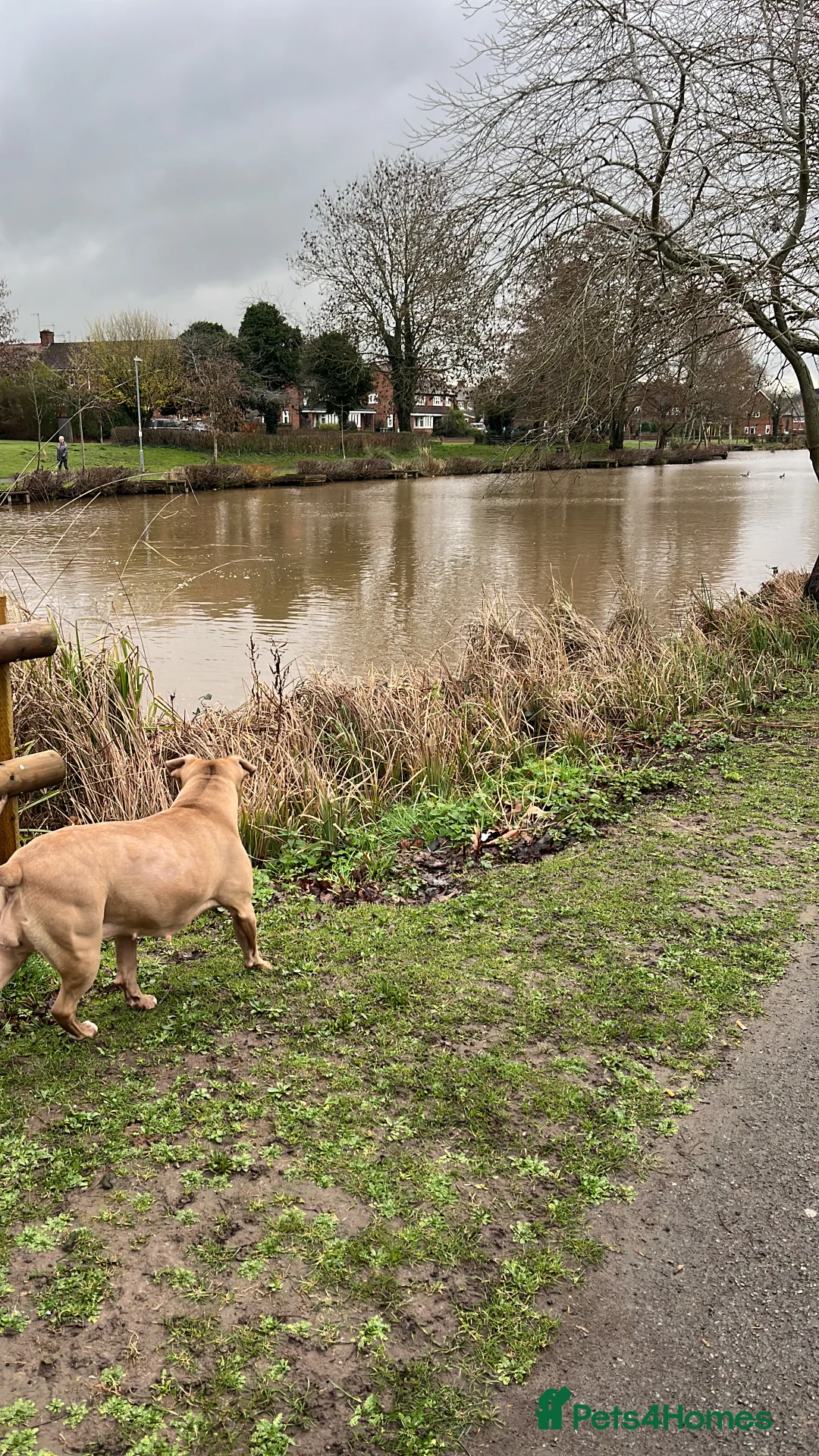 Mixed Breed dogs for sale: Elsa  - Advert 2